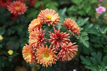 한국가을공우ㅏㄴ의풍경입니다