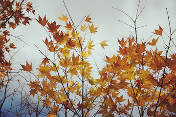 The yellow and orange leaves of the Acer tataricum subsp. aidzuense (Japanese Maple) during the autumn