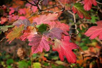 The brightly coloured leaves of the Hydrangea quercifolia Snow Queen ('Flemygea') in autumn