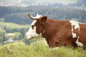 Fototapeta na wymiar Brow-white cow on a summer field