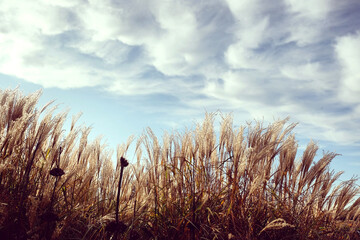 Feathery plumes of Pampas grass (Cortaderia) during the autumn