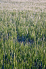 frisch grüne Gerstenähren vor dem Hintergrund des Feldes, Abendlicht, Nahaufnahme