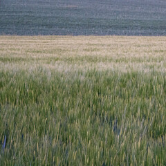 Weizenfeld im Abendlicht mit farbigen Streifen und Linien, die Felder teilen 