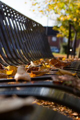 feuille sur un banc