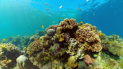 Naklejka na ściany i meble Underwater scene coral reef. Hard and soft corals, underwater landscape. Travel vacation concept. Philippines.