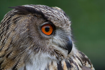 Hibou grand-duc