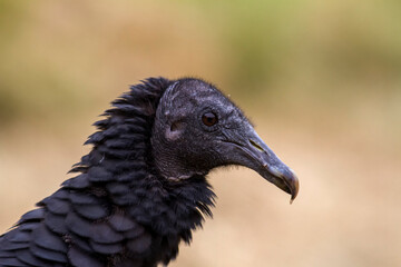 Urubu noir