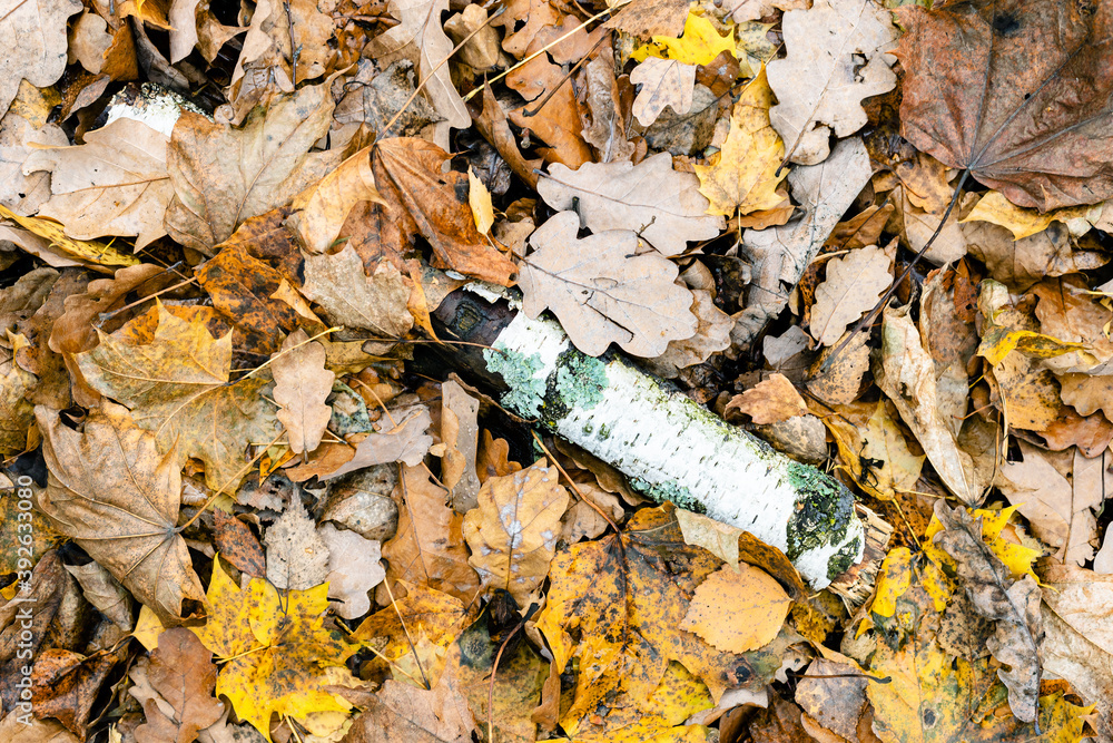 Canvas Prints top view of old birch log in wet fallen leaves after autumn rain