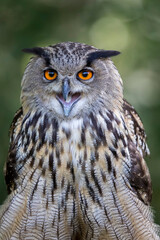 Hibou grand-duc