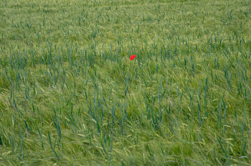 Einzelne auffallend rote Mohnblume in Mitten eines frisch grünen Gerstenfeldes