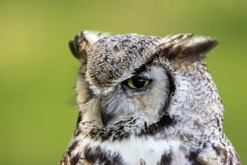 Hibou