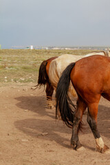 Hindquarters of three horses with long tails
