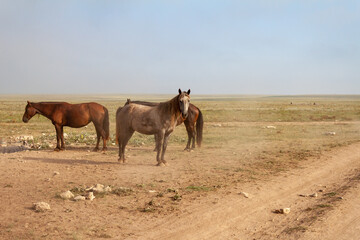 Group of red horses stands in steppe