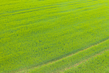 Luftaufnahme eines frisch grünen Weizenfelds mit Linien und Fahrspuren