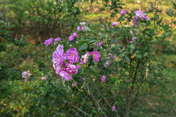 Beauty In Nature, Blossom, Bouquet, Bundle, Bush