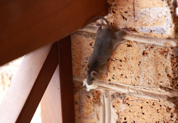 Little gray mouse crawls on a brick wall