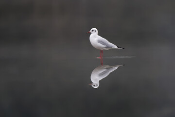 Mouette rieuse