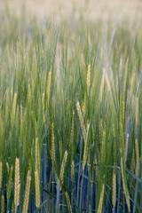frisch grüne Gerstenähren vor dem Hintergrund des Feldes, Abendlicht, Nahaufnahme