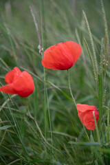 Makro von rot blühenden Mohnblumen in frisch grünem Gerstenfeld