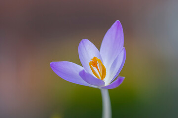 Fototapeta premium Crocus