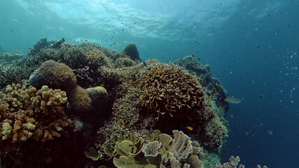 Naklejka na ściany i meble Underwater fish garden reef. Reef coral scene. Coral garden seascape. Philippines.