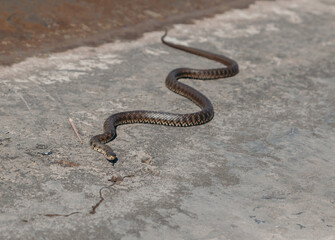 Big snake creeps on concrete