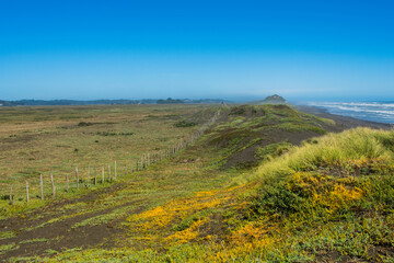 field of wildflowers