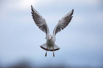 Mouette rieuse