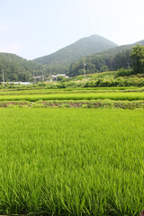 green rice field in countryside