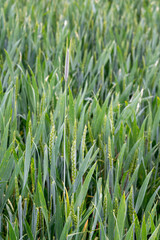 Einzelne Gersten Getreideähre vor dem Hintergrund des grünen Feldes