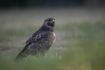 Buse variable