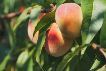 Three ripe peaches weigh on tree branch