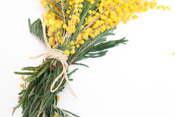 bouquet of yellow mimosa on white background