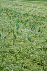 Einzelne auffallend rote Mohnblume in Mitten eines frisch grünen Gerstenfeldes