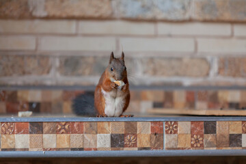 Red squirrel sits in front of wall and eats bread