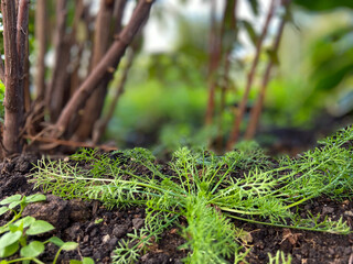 Mini forest