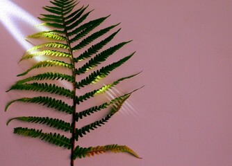 sunlit fern leaf against rough canvas background