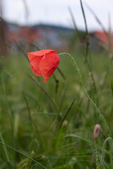 Makro einzelner rot blühender Mohnblume in frisch grünem Gerstenfeld