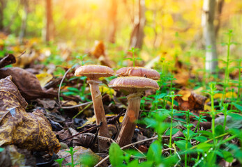 Three mushrooms honey fungus in meadow in the autumn forest among fallen leaves at sunset