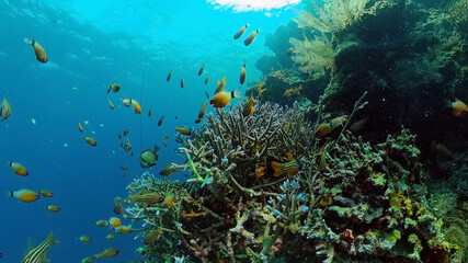 Naklejka na ściany i meble Beautiful underwater landscape with tropical fish and corals. Philippines.