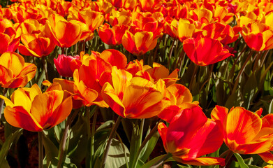 Tulipa Oxford Elite Darwin Hybrid Tulip. Spring tulips panoramic colorful flowerbed.
