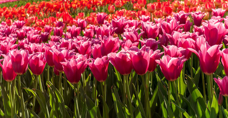 Growing perfect scarlet red tulips. Beautiful tulip fields.