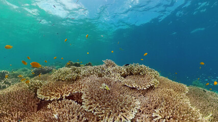 Fototapeta na wymiar Tropical coral reef. Scene reef. Marine life sea world. Underwater fish reef marine. Philippines.