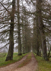 larch alley in autumn, bare tree trunks, fallen needles