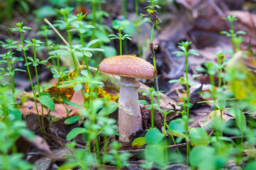 One mushroom honey fungus in meadow in the autumn forest among fallen leaves and green grass