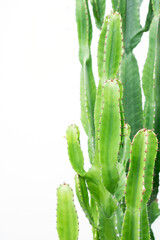 Cactus on white background
