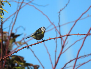 Blue tit (Cyanistes caeruleus) perching on a spiney tree branch with a sky background behind it.