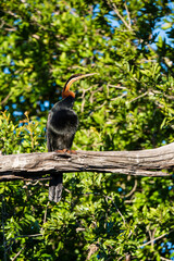 Anhinga d'Afrique,..Anhinga rufa, African Darter