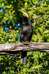 Anhinga d'Afrique,..Anhinga rufa, African Darter