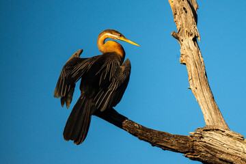 Anhinga d'Afrique,..Anhinga rufa, African Darter